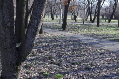 Trees, Grass and a Road