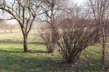 Trees, Grass and a Road