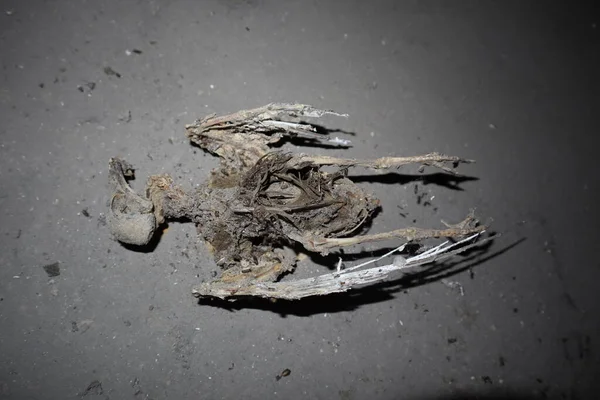 Scheletro Uccello Uccelli Morti Inquinamento Ambiente Tossico — Foto Stock