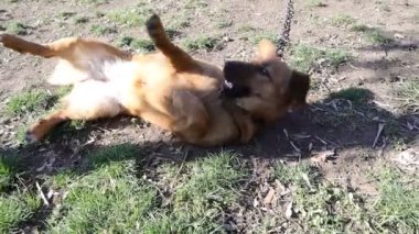 Şirin küçük kahverengi köpek karnını kaşımak ve oynamak istiyor.