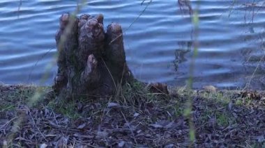 Ağaç Dalları ve Akşamları Dalgalı Su