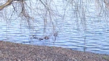 Söğüt Ağacı Dalları ve Dalgalı Su