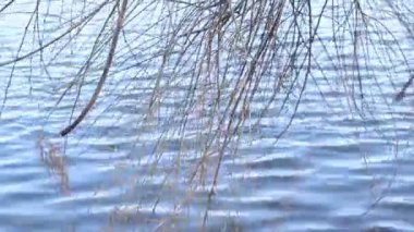 Söğüt Ağacı Dalları ve Dalgalı Su