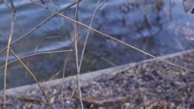 Söğüt Ağacı Dalları ve Dalgalı Su