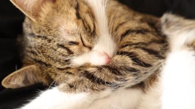 Şirin Tekir Kedilerin Beyaz Pençeleri ve Pembe Burunlu Göğüsleri Var