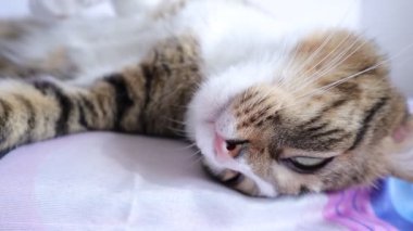 Şirin Tekir Kedilerin Beyaz Pençeleri ve Pembe Burunları Baş aşağı Uyuyor