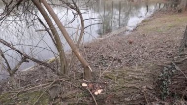 Lake, Trees in a Park, Nature Outdoors