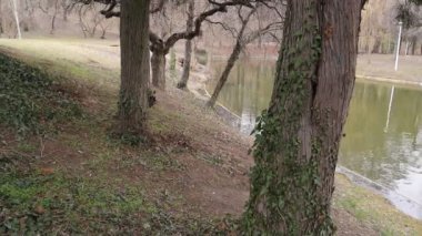 Lake, Trees in a Park, Nature Outdoors