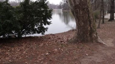 Lake, Trees in a Park, Nature Outdoors