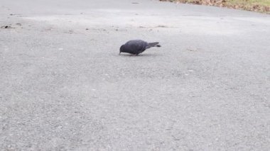  Asfalt Yolda Yürüyen Güvercin Yeme