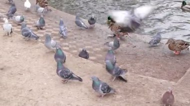  Güvercinler, Ördekler Göl kenarında, Doğa Açık Hava