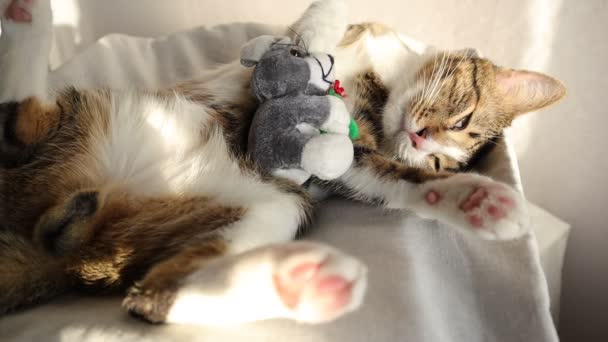 ぬいぐるみとかわいい夢のタクシー猫は彼の睡眠中に移動します — ストック動画