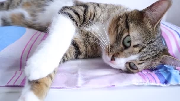 Симпатичная Кошка Табби Белыми Лапами Розовым Носом Просыпается — стоковое видео
