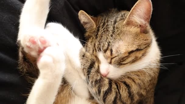 一只长着白爪和粉色鼻子的可爱小猫咪睁开眼睛 — 图库视频影像