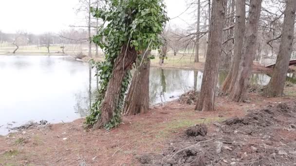 Lake Trees Park Nature Outdoors — Wideo stockowe