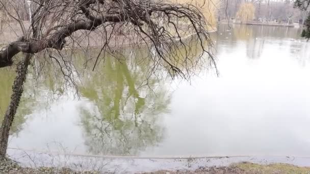 Jezioro Drzewa Parku Natura Zewnątrz — Wideo stockowe