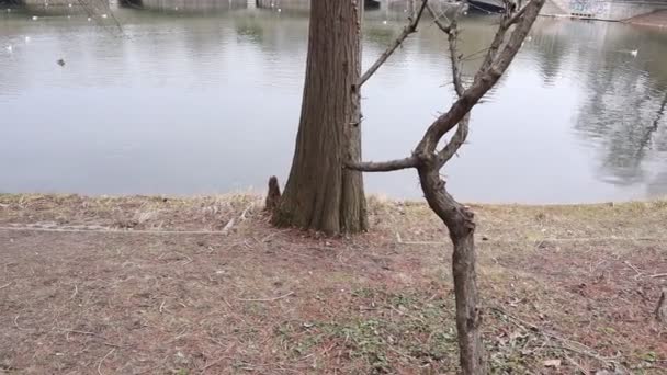 Jezioro Drzewa Parku Natura Zewnątrz — Wideo stockowe