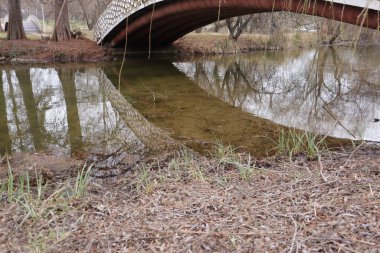 Bridge over Lake, Trees in a Park, Nature Outdoors