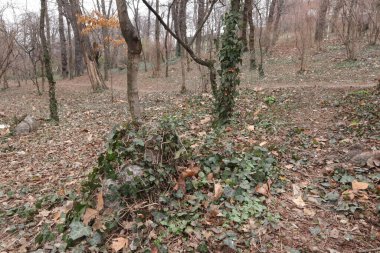 Trees in a Park, Nature Outdoors