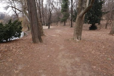 Trees in a Park, Nature Outdoors