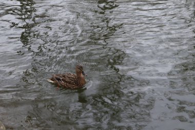 Waterbirds on a Lake, Nature Outdoors