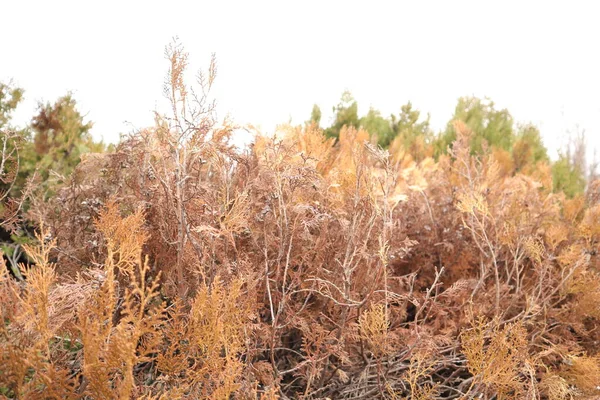 Dry Bush Forest — Stock Photo, Image
