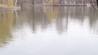 Waterbirds on a Lake, Nature Outdoors