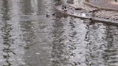 Göldeki su kuşları, Doğa Açık Kaz