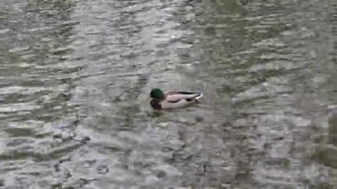 Göldeki su kuşları, Doğa Açık havada Erkek Ördek