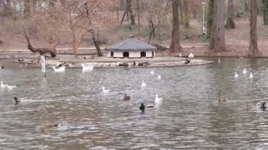 Göldeki su kuşları, doğa, martılar, ördekler, kazlar, yuva evi.