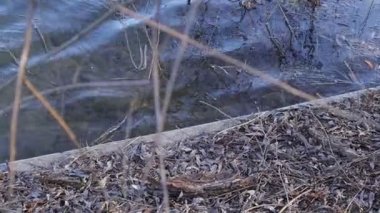  Söğüt Ağacı Dalları ve Dalgalı Su