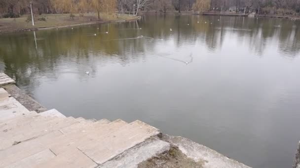 Ptaki Wodne Jeziorze Natura Zewnątrz Kaczki Mewy — Wideo stockowe