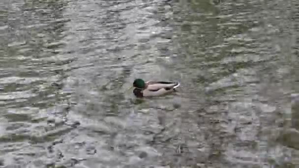 湖の上の水鳥 自然屋外男性アヒル — ストック動画
