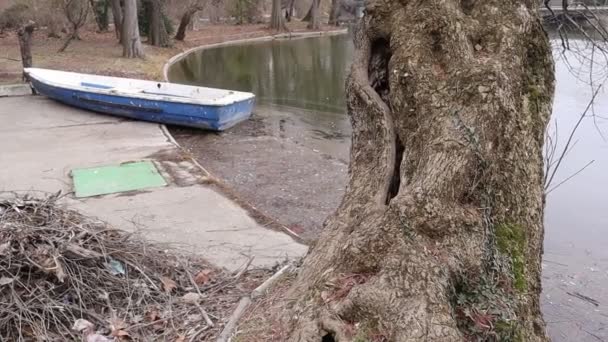 Boat Lake Trees Park Nature Outdoors — Wideo stockowe