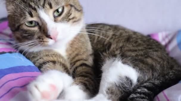 Cute Tabby Cat Has White Paws Pink Nose Washes His — Stock Video