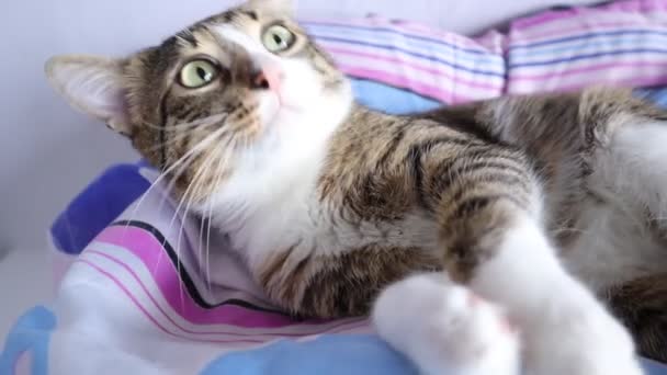 Gato Tabby Bonito Tem Patas Brancas Nariz Rosa Está Sendo — Vídeo de Stock