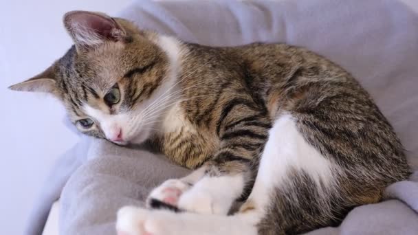 Niedliche Tabby Katze Hat Weiße Pfoten Und Eine Rosa Nase — Stockvideo