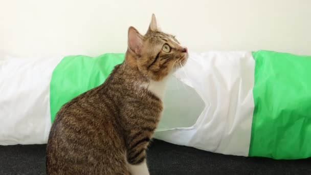 Lindo Gato Tabby Tiene Patas Blancas Una Nariz Rosa Rasca — Vídeos de Stock