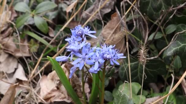Blommor Natur Utomhus Snödroppar Galanthus Nivalis Vita Och Blå Blommor — Stockvideo