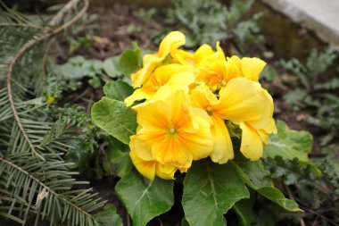 Çiçekler, Doğa, Primerose, Primula Vulgaris