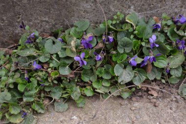 Çiçekler, Doğa, Tatlı Menekşeler, Viola kokusu