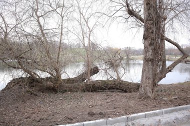 Parkın güzel manzarası