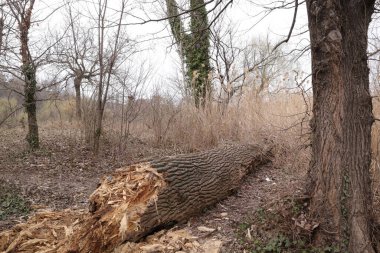 Bataklık, Bataklık, Delta, Doğa