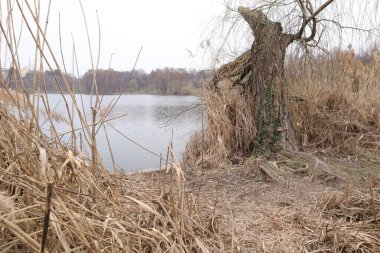 Bataklık, Bataklık, Delta, Doğa