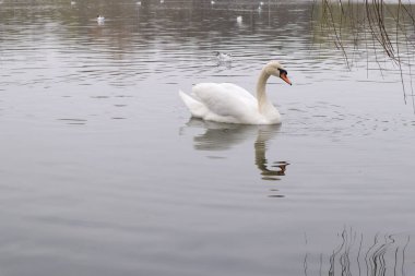 Gölde beyaz kuğu