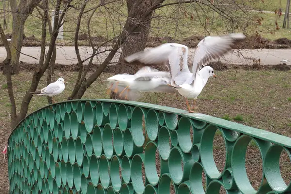 Martılarla, Ağaçlarla, Doğa ile Köprü