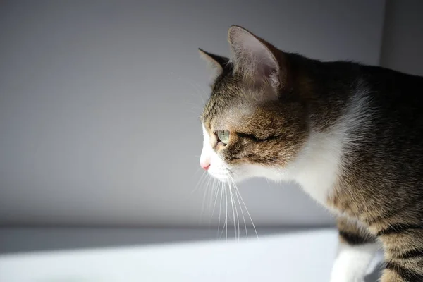 Evde kedi var.