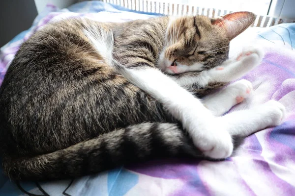 Кот Лежит Кровати — стоковое фото