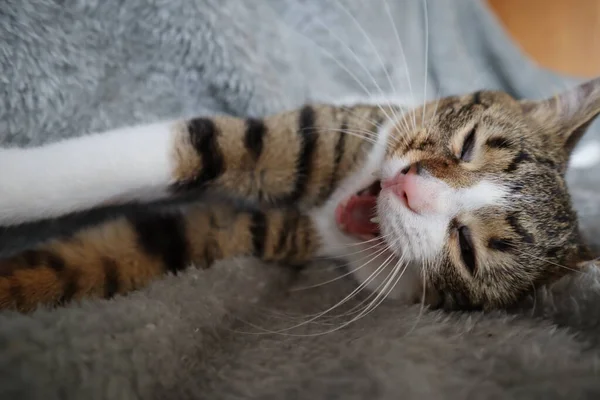 Kot Kanapie Salonie — Zdjęcie stockowe
