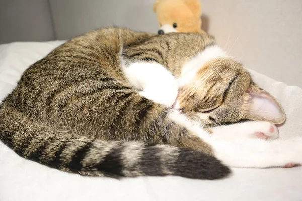 Niedliche Kleine Kätzchen Schlafen Auf Dem Bett — Stockfoto